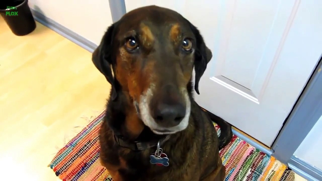 Funny Guilty Dogs Compilation 2014 [NEW HD]