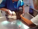 Mieze beim Tierarzt Teil1
