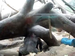 St. Louis Zoo Gorillas Play Fighting