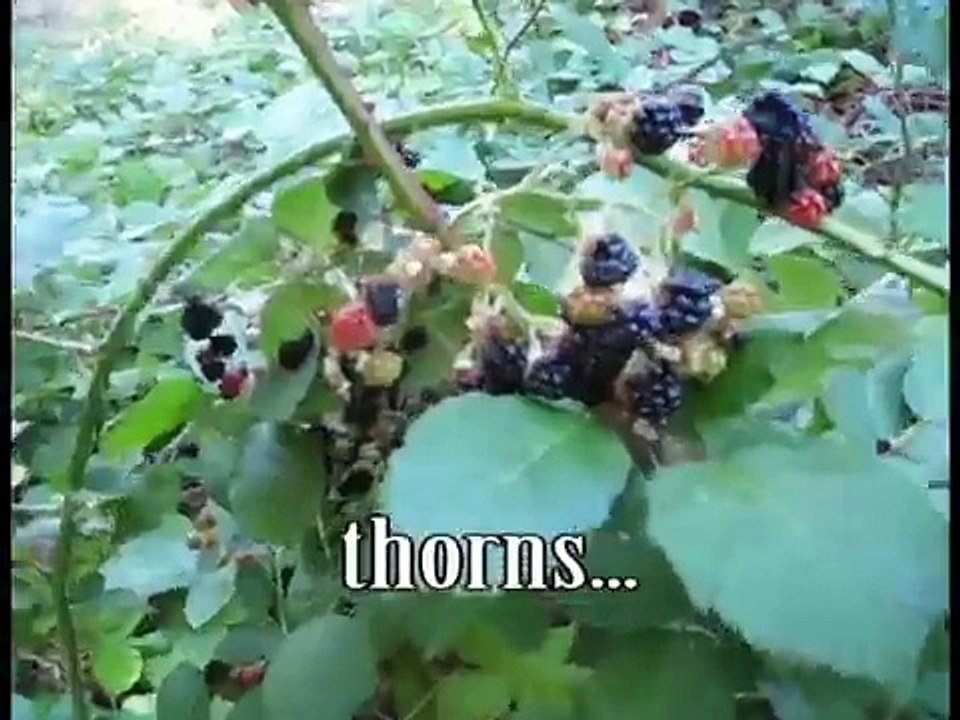 Cascade Canyon - Lapis Lazuli - Mt. Baldy, CA