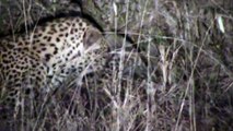 Leopard cub suckling from mother at Pondoro
