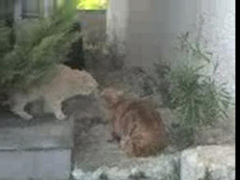 Baston de regards entre chats