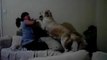 WATCH: Dog Protects Child From Mother While She Pretends To Hit Him | Dogs Protecting Toddler