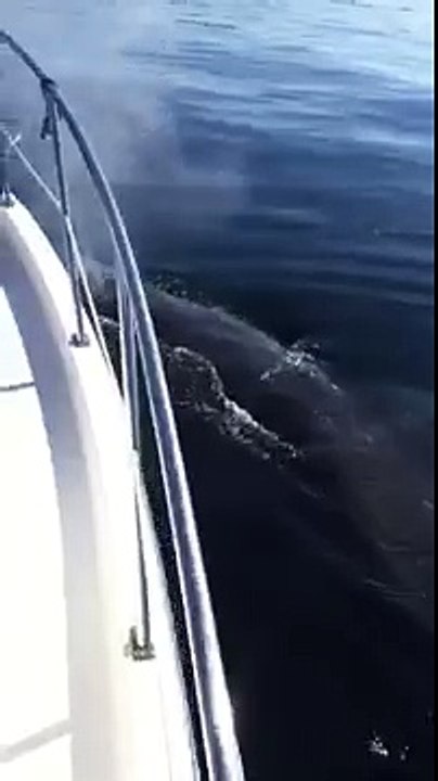 Humpback Whale Comes to Say Hello