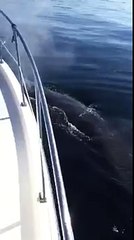 Humpback Whale Comes to Say Hello