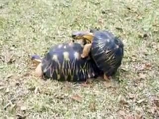 turtle sex