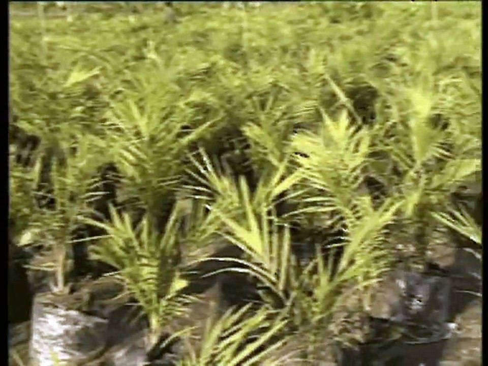 Shabbir Ibne Adil, PTV, News Report: oil palm cultivation (2001)