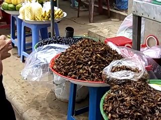 Bugs at Street Market