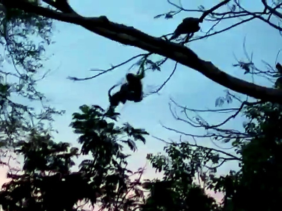 Monkeys in Trees