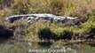 American Crocodile Vs. American Alligator