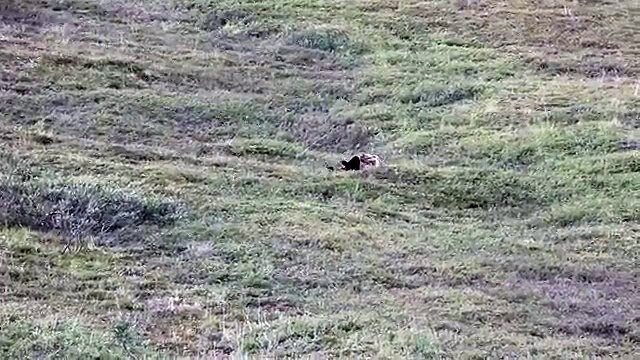 Grizzly Bear rolling down a hill at Denali National Park.