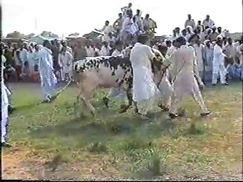 Ox (Bull) Race at Rawat, Islamabad (Organized by Ch. Intikhab) Pt -5 Uploaded by: Ishtiaq Aziz