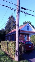 Badass Squirrel Trolls A Cat trying To Catch Him