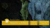 Especiales Tv Agro: Herpetos y Anfibios