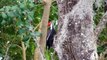 woodpecker picus - ağaçkakan - florida gainesville