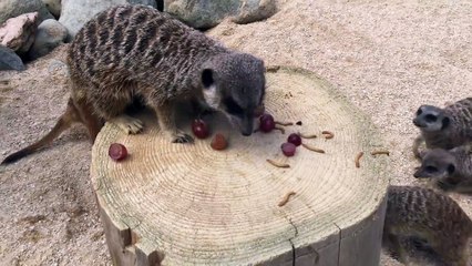 Ce suricate ne veut pas partager son raisin... Pas si mignon que ça!.