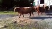 Funny Cows gets Autotuned! Real hip hop stars