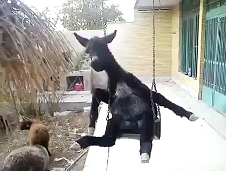 Donkey