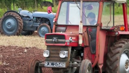 MF 135 Tractor pulling Ferguson Disc Plough in Wheat stubble