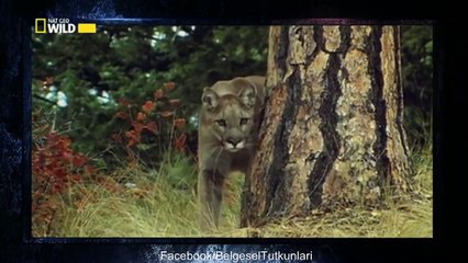 Dünyanın En Kötü Kokan Hayvanı