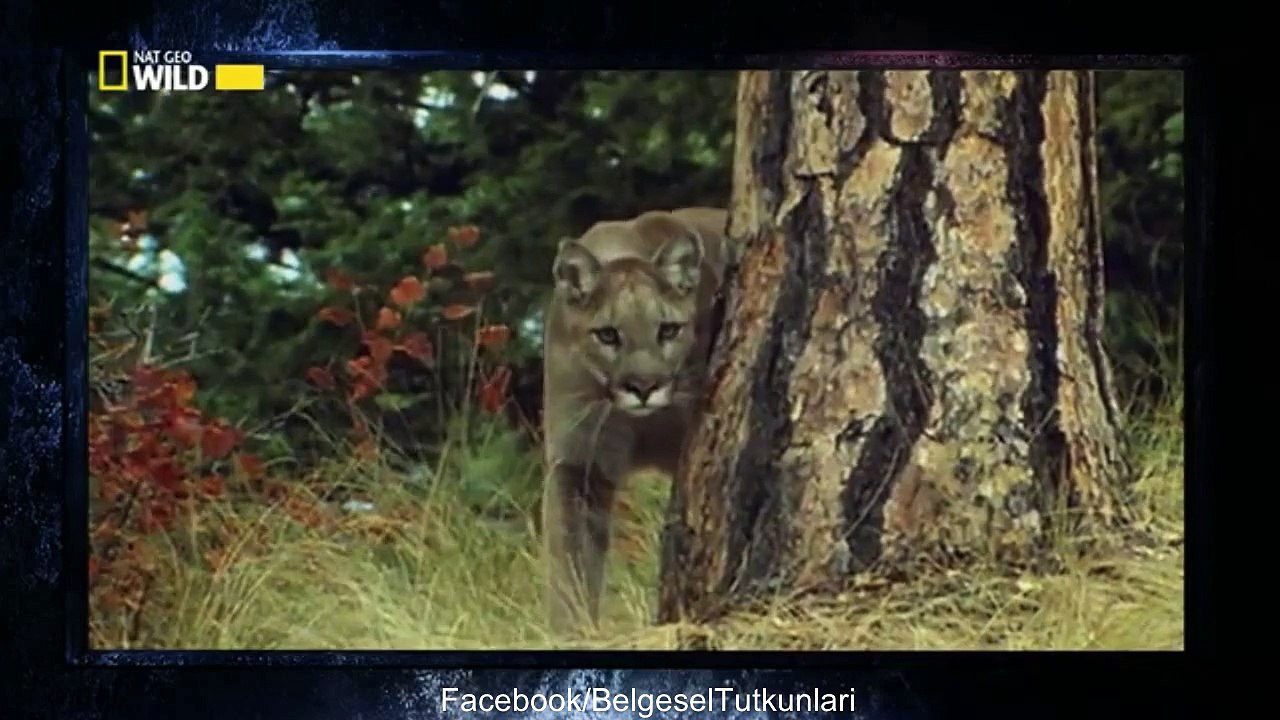 Dünyanın En Kötü Kokan Hayvanı