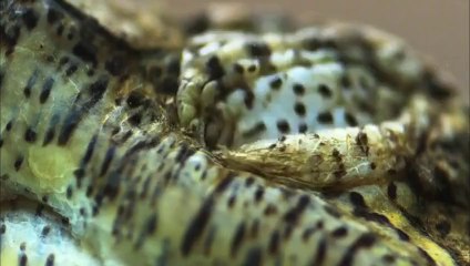 Hayatın Hızı: Orta Amerika'nın Katilleri