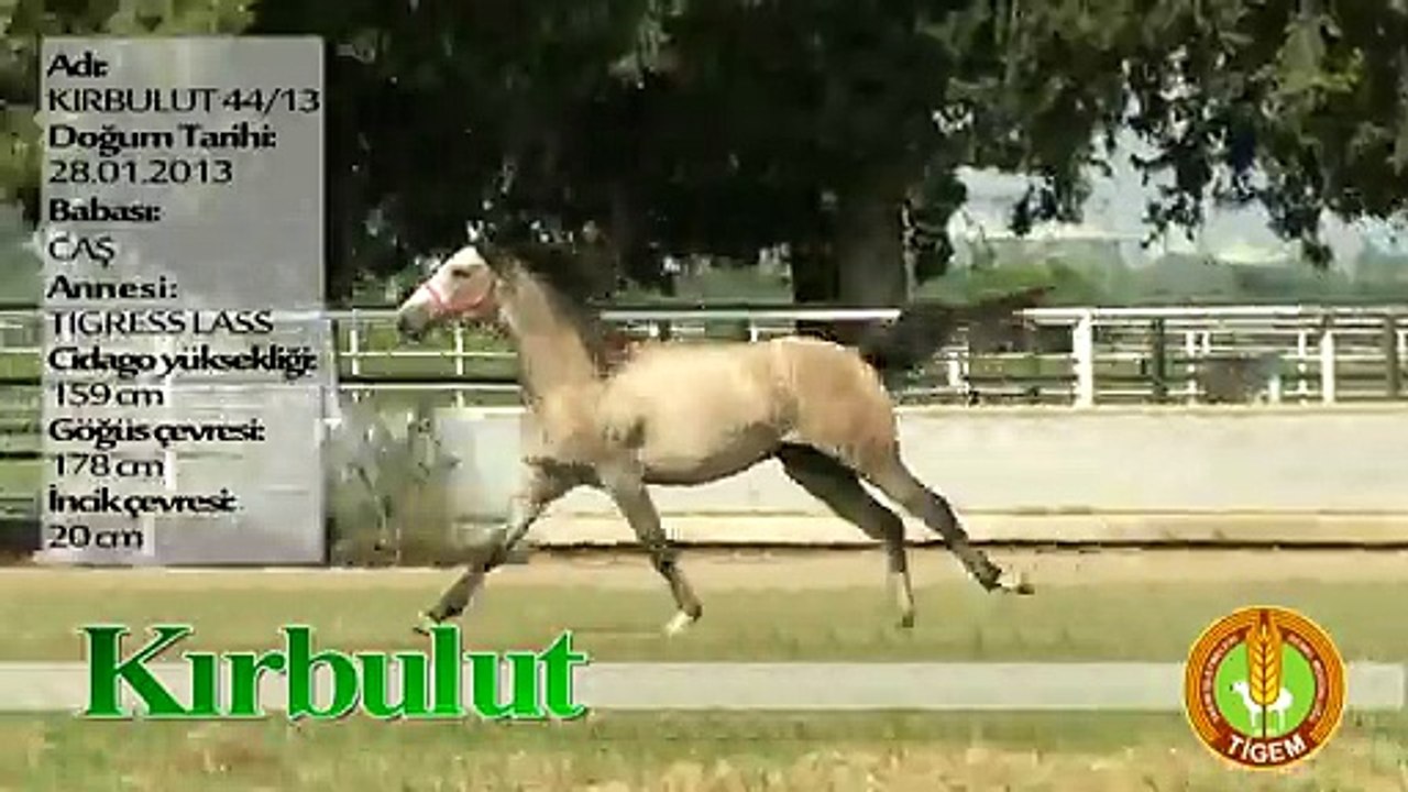 KIRBULUT