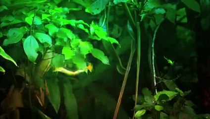 Hayatın Hızı: Güneybatının Yırtıcıları