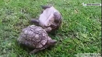 Sometimes you need a friend to get your back.--by Funny Videos Collection