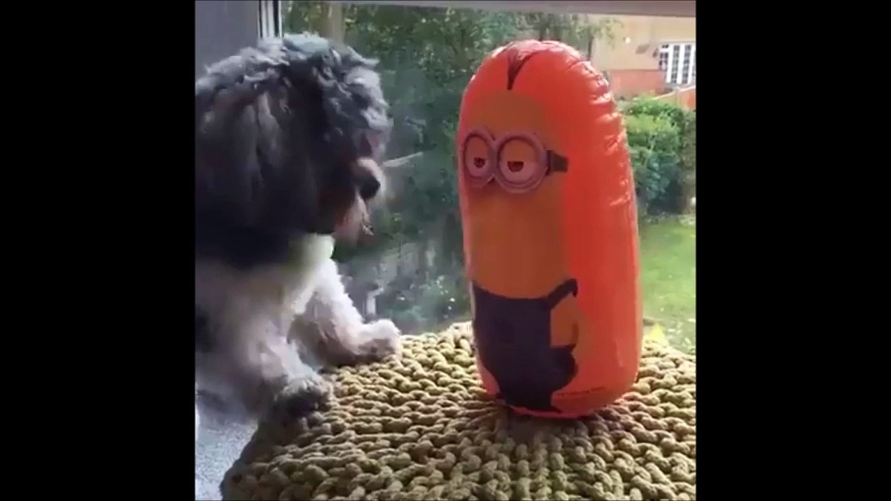 Chien VS minion : les minions gagnent toujours!!!