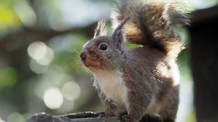 Olympus E-M10 Mark II