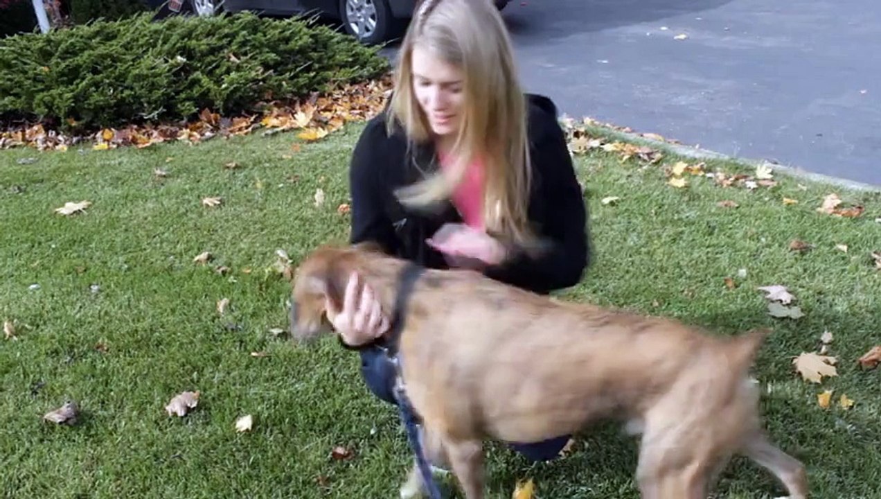 White people vs. Brown people with dogs - By ZaidAliT - Video Dailymotion