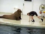 This walrus is trying to get his figure back!!! Too cute!--by Funny Videos Collection