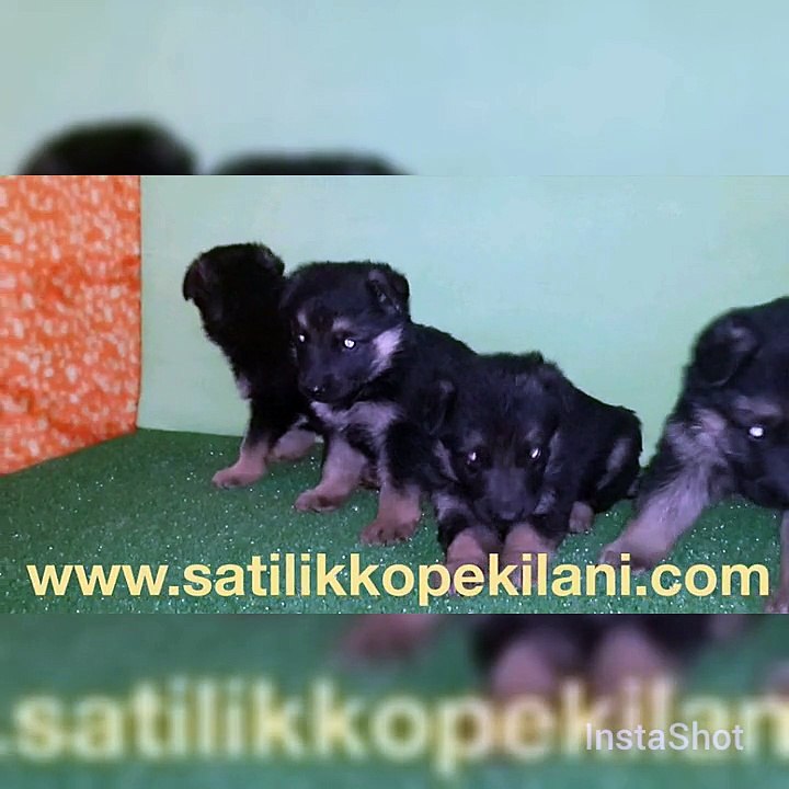 Alman Kurdu Yavru 05412625853