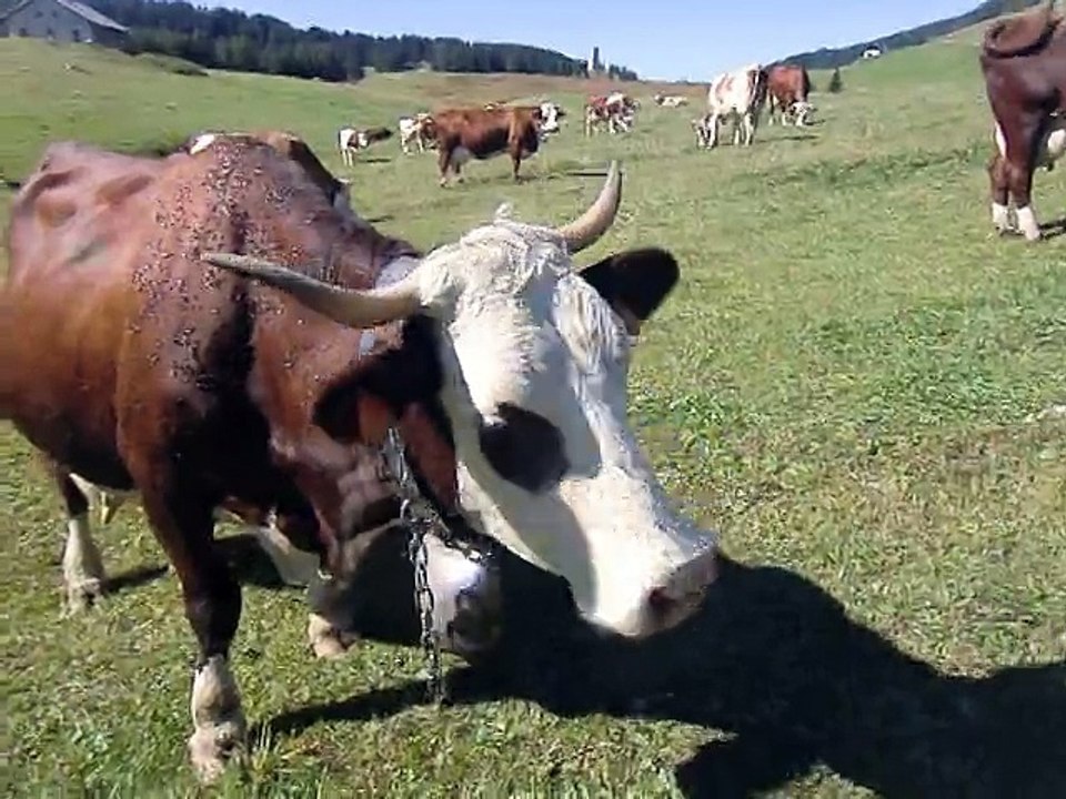 Promenade aux Glières au son des cloches des vaches