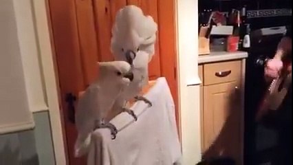 When Elvis can't even get the girl,lol...--by Funny Videos Collection