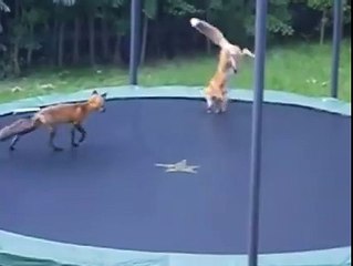 Where does the Fox play-----by Funny Videos Collection