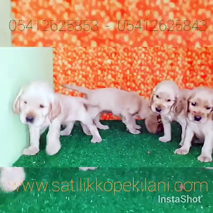 Cocker Yavru 05412625843