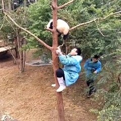 Try you don   t believe it Panda