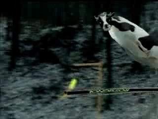 La vache qui fait du skie
