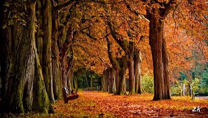 nilüfer - ayrılanlar için