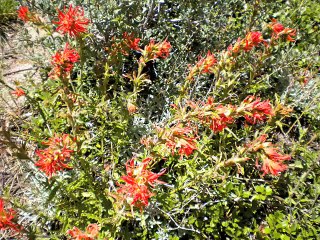 Randonnée au pied du Mt-Rose