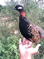 Beautifull bird