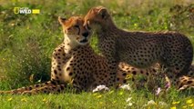 Çita: Ölümcül İçgüdü | Belgesel