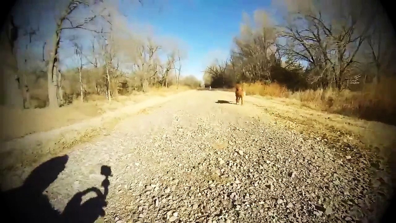 Une chienne reconnaît sa mère après plusieurs mois