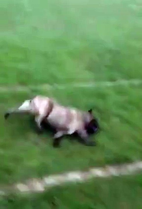 Le chien qui glisse !