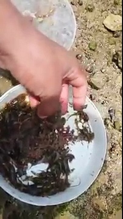 -طريقة جمع الدود لصيد السمك من الشاطئ--