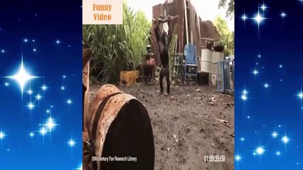 liveleak - Funny Videos - Stupid people doing stupid