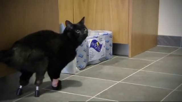 Thanks to science cat gets prosthetic legs - The Bionic Vet