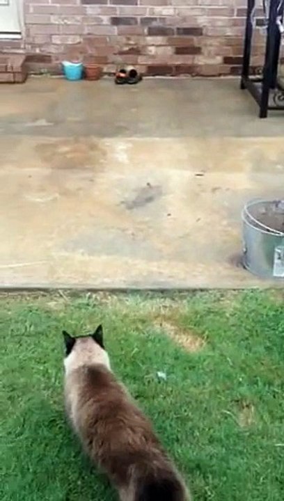 Epic cat trap door fail... Smartest cat ever!